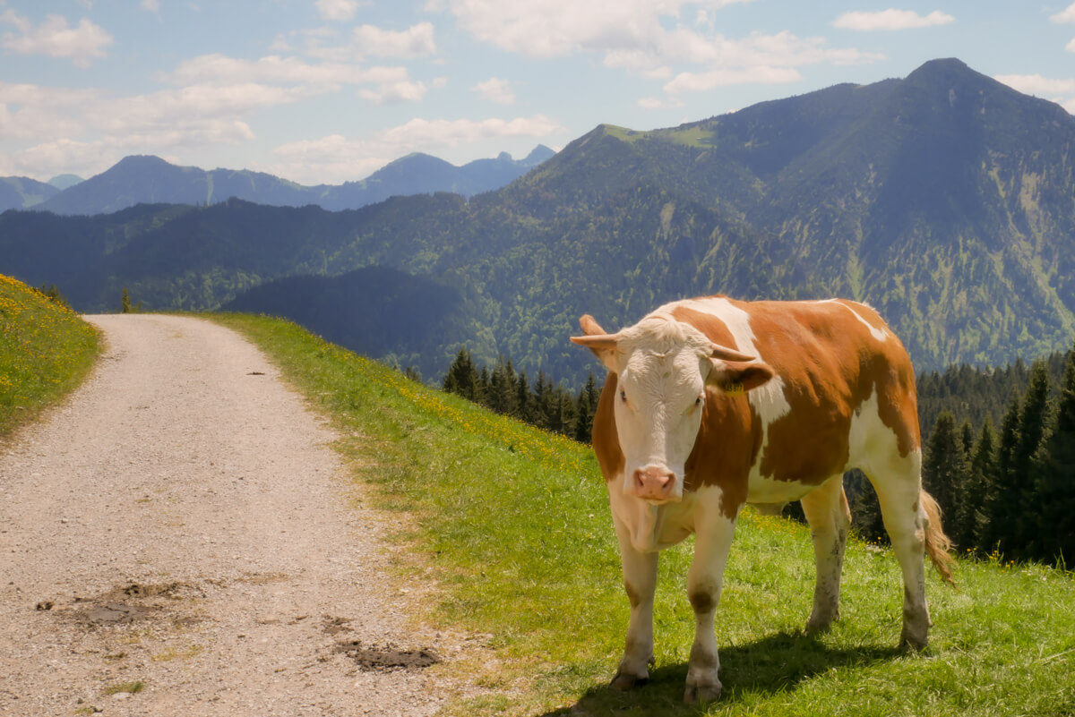 Alpine pasture